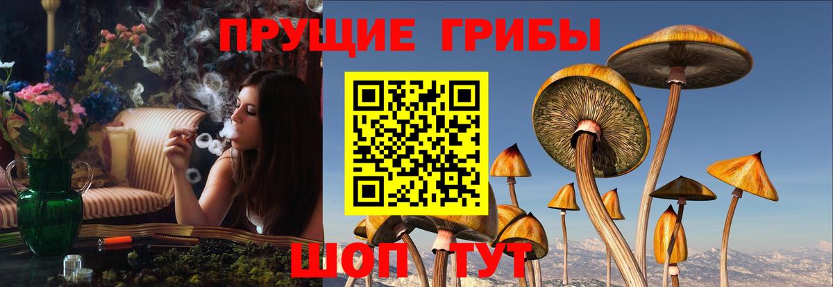 где купить наркоту  Вход с VPN  Красноярск  Псилоцибиновые грибы GOLDEN TEACHER 